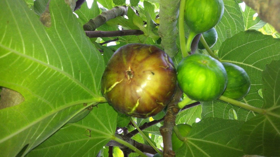 Fabulous Figs