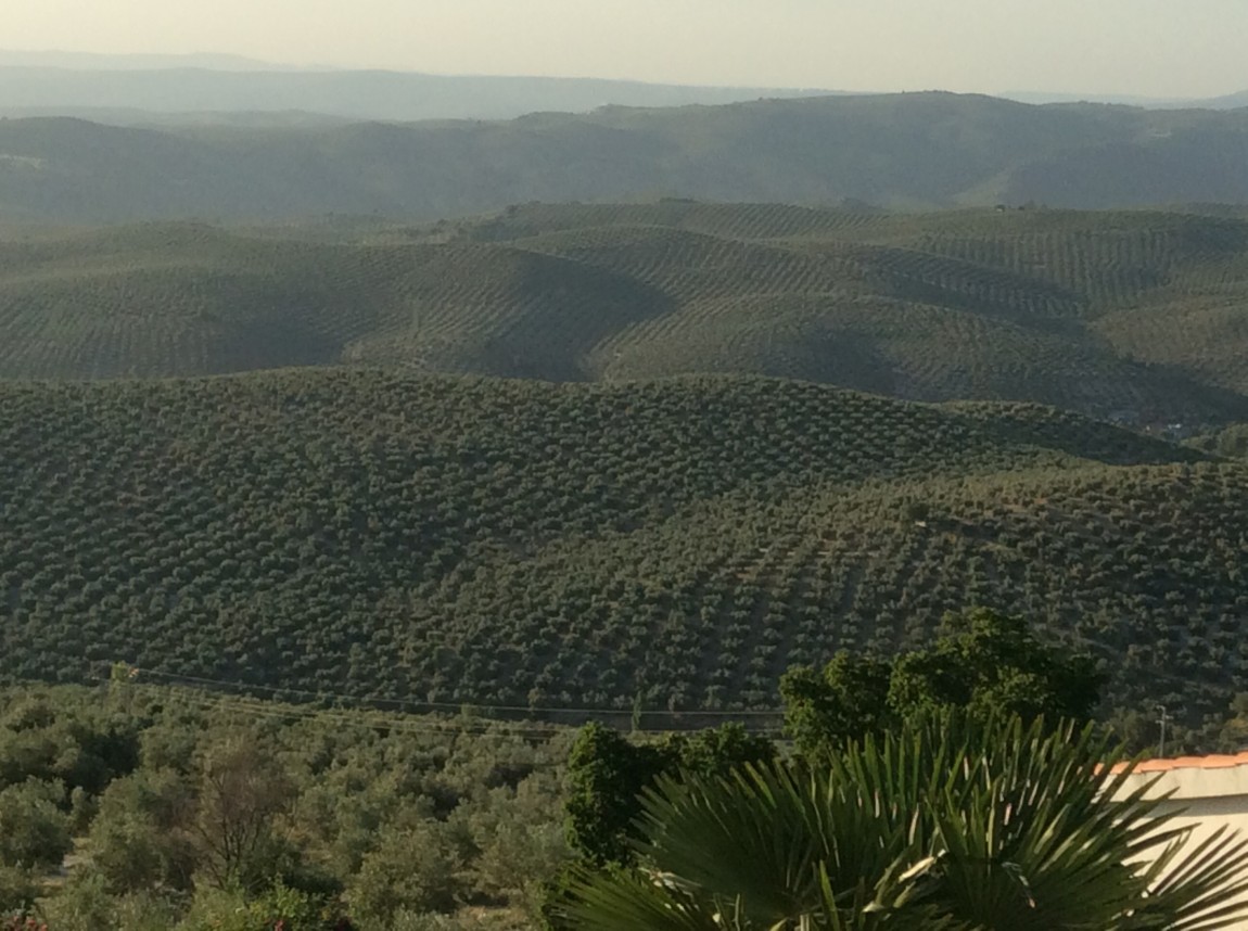 Spain’s Olive Oil Industry