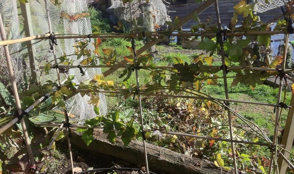 Berry/Bramble Pruning Tips