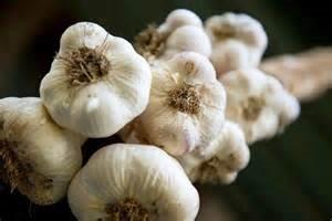 Growing Garlic in Hawke’s Bay