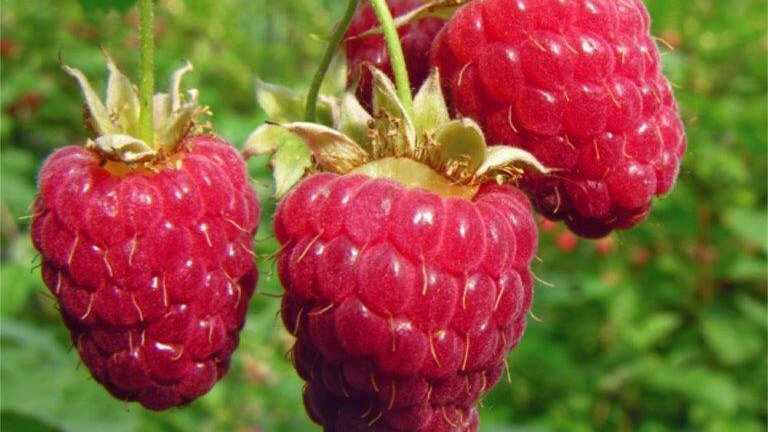 How to prune Raspberries