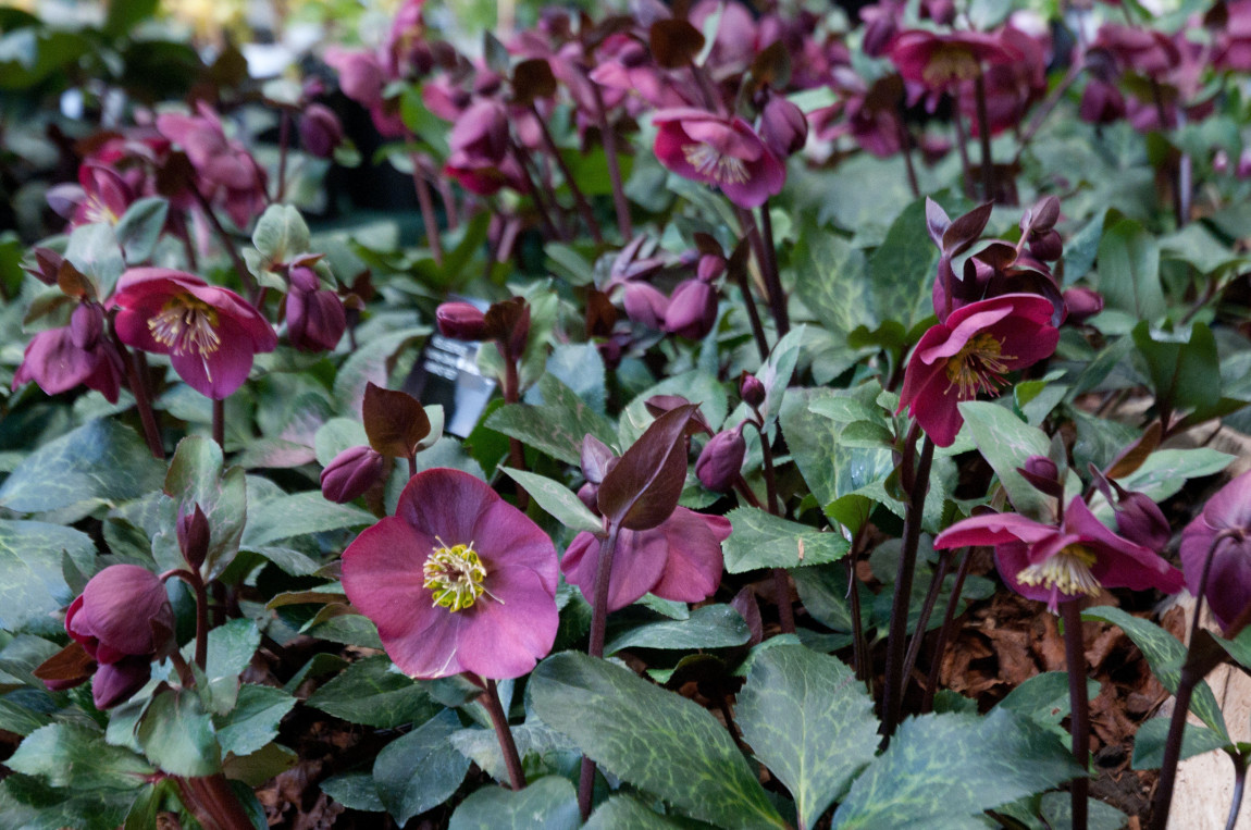 Heavenly Hellebores