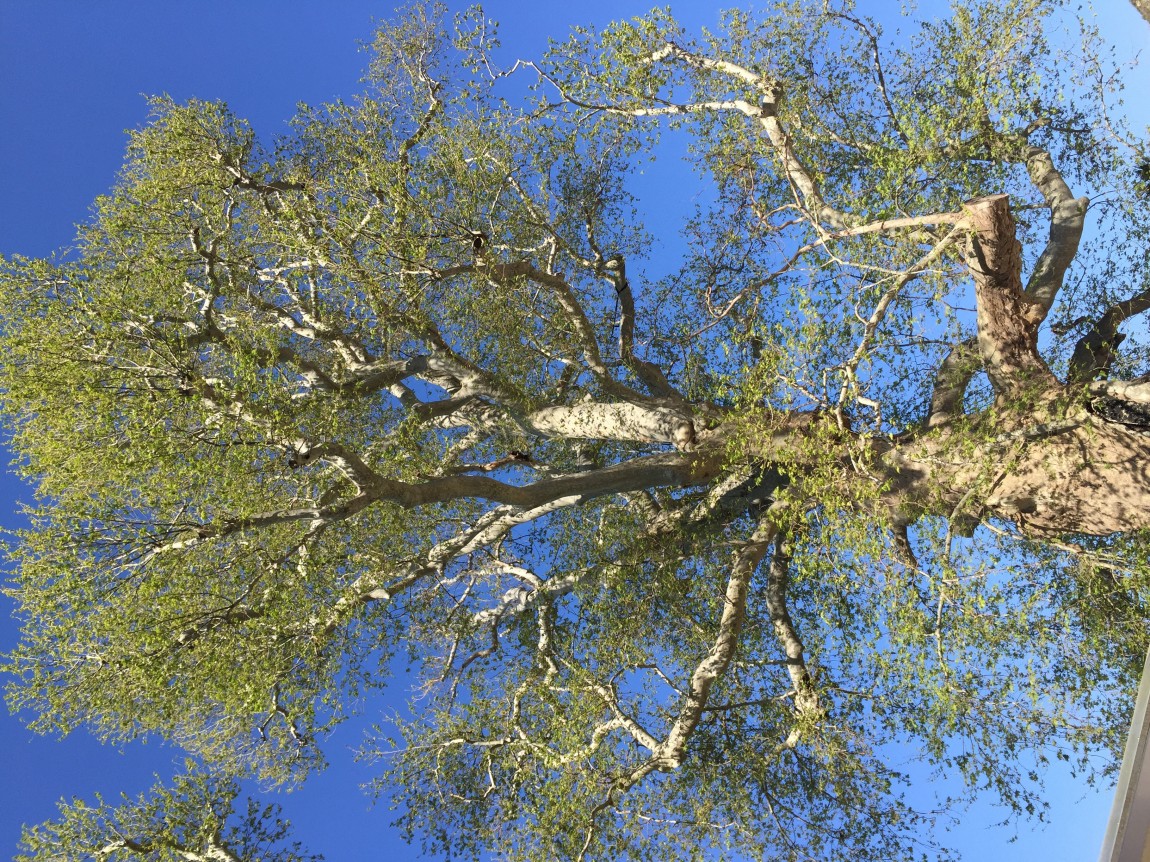 Trsteno Plane Trees