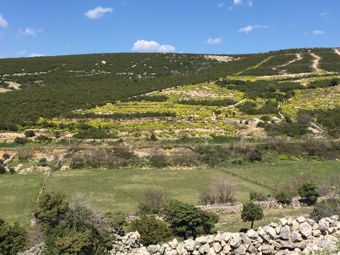 Great dry garden combo’s on Pag Island, Croatia