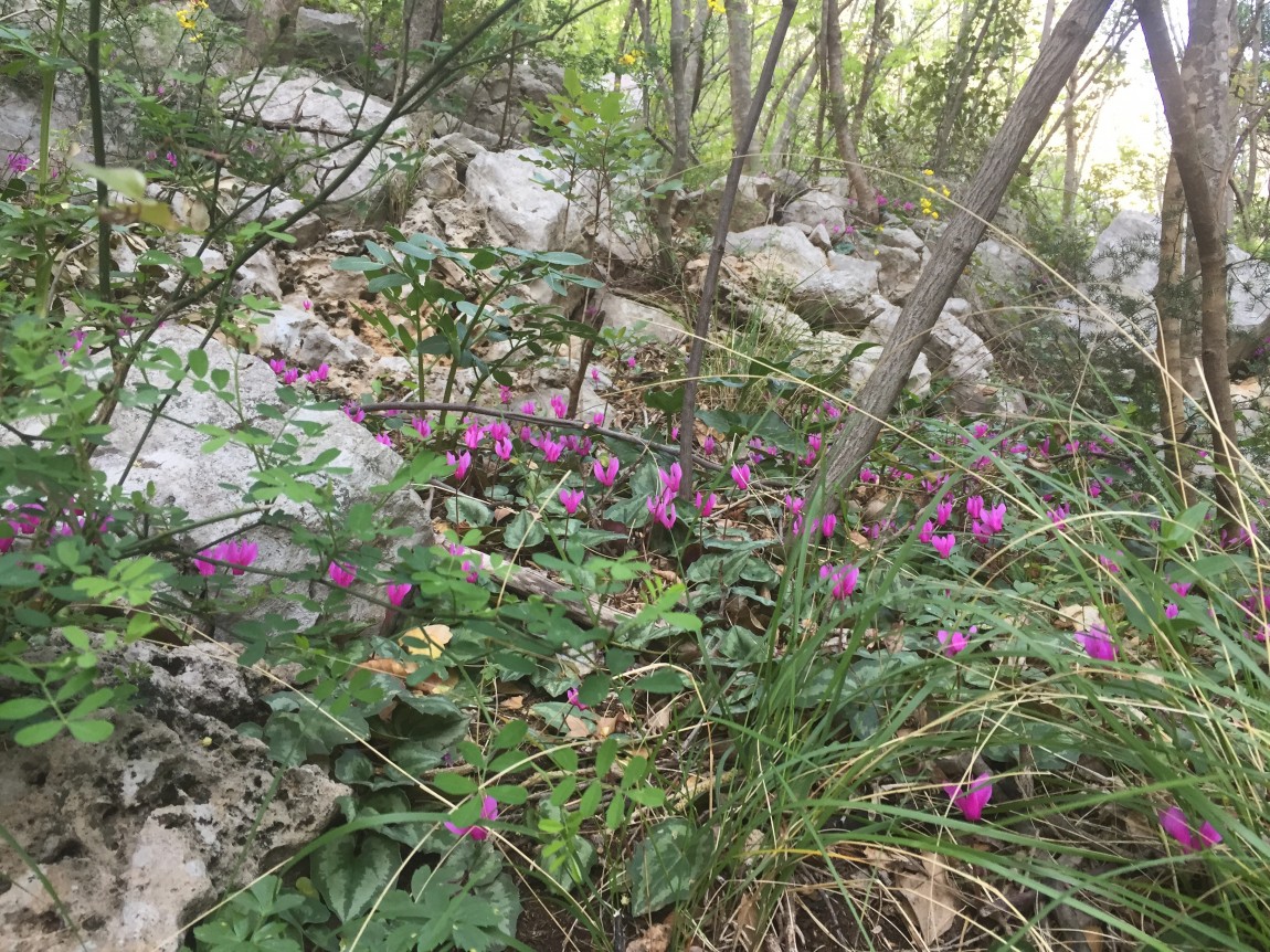 Miniature Cyclamen