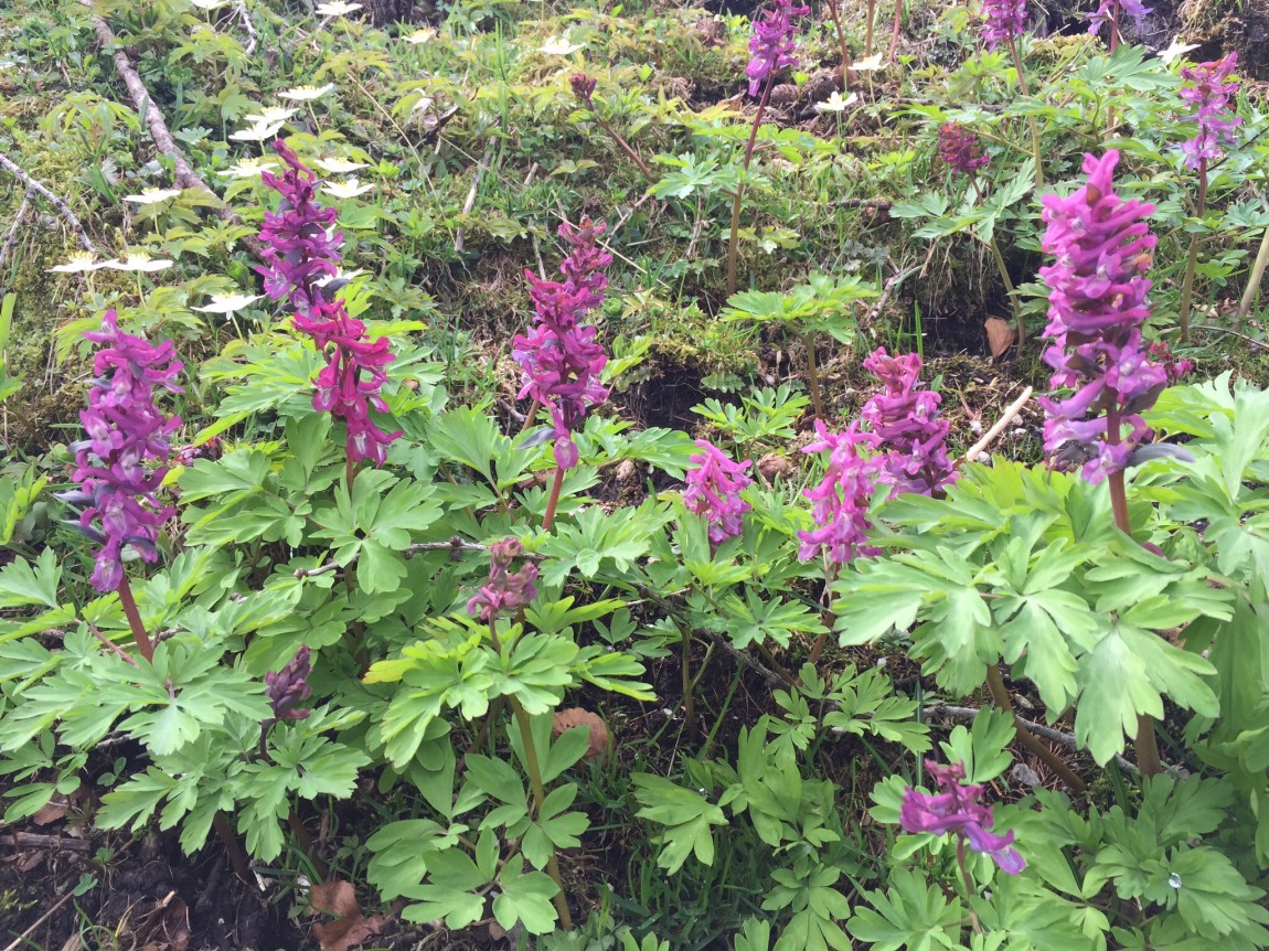 Corydalis solida, another gem