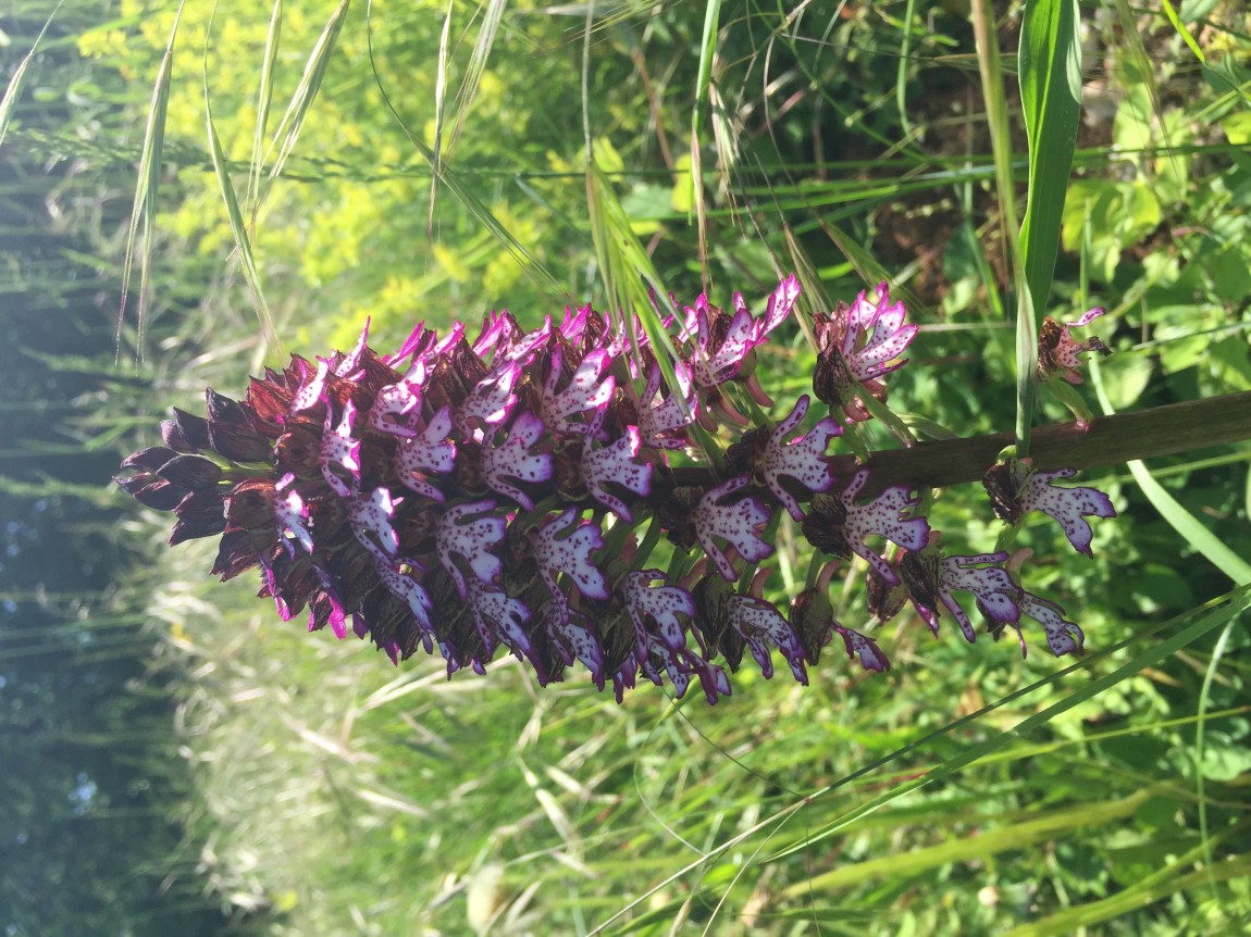 Orchids in Istria