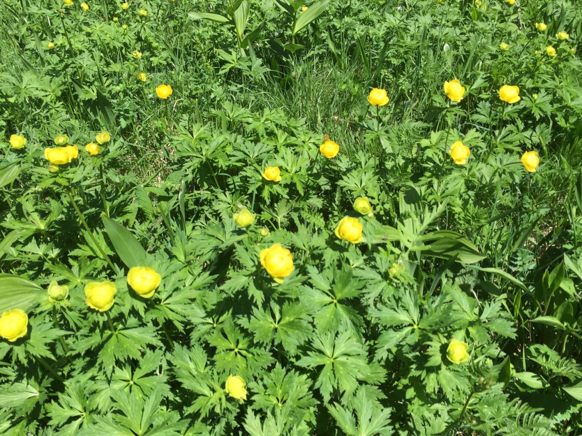 Lemon Globeflower – Trollius