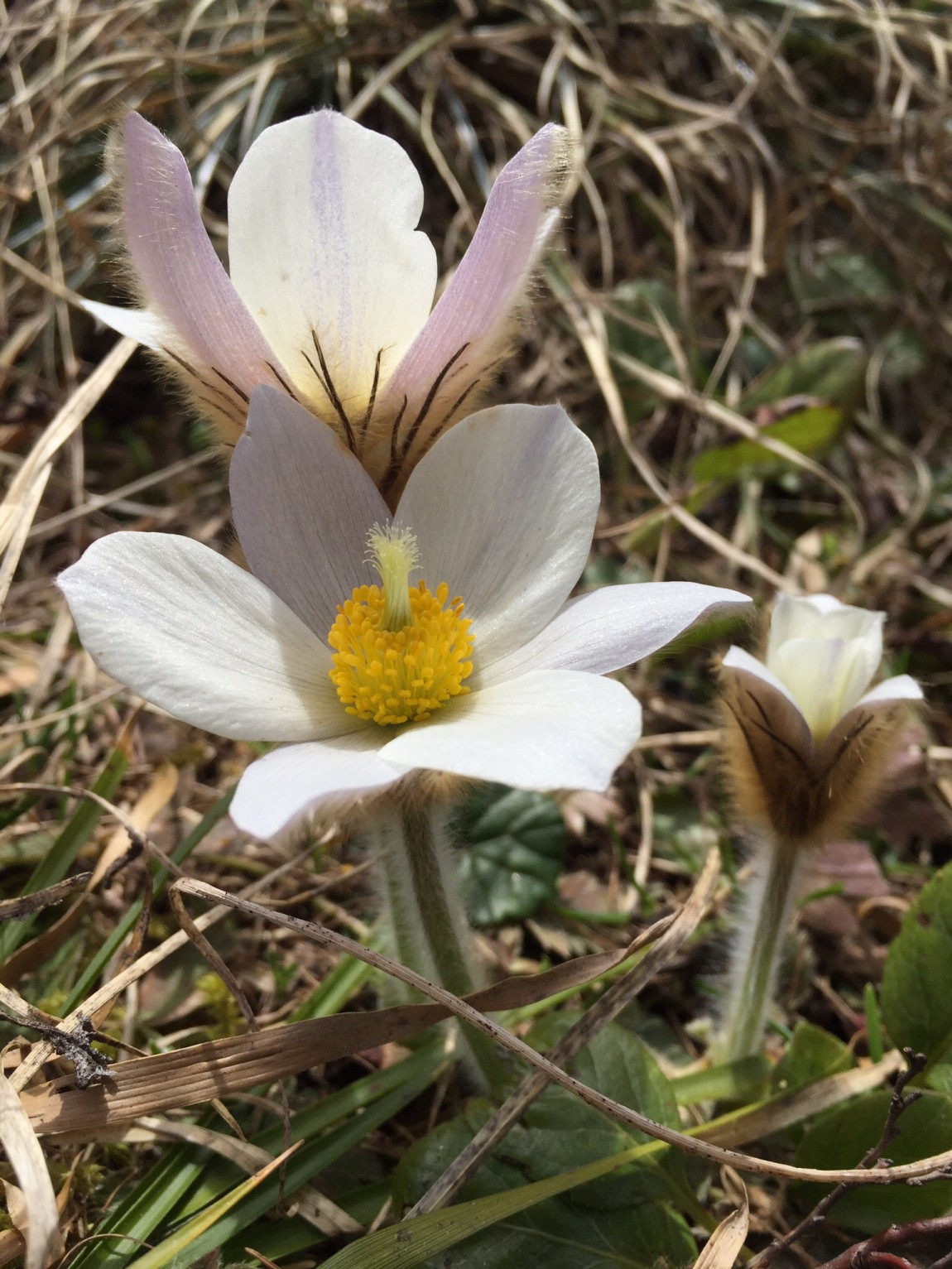 Pulsatilla alpina – high in the Italian Alps