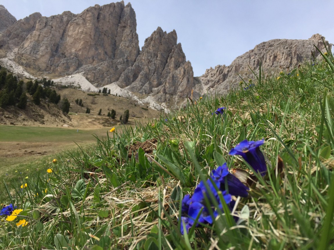 Gentians large and small