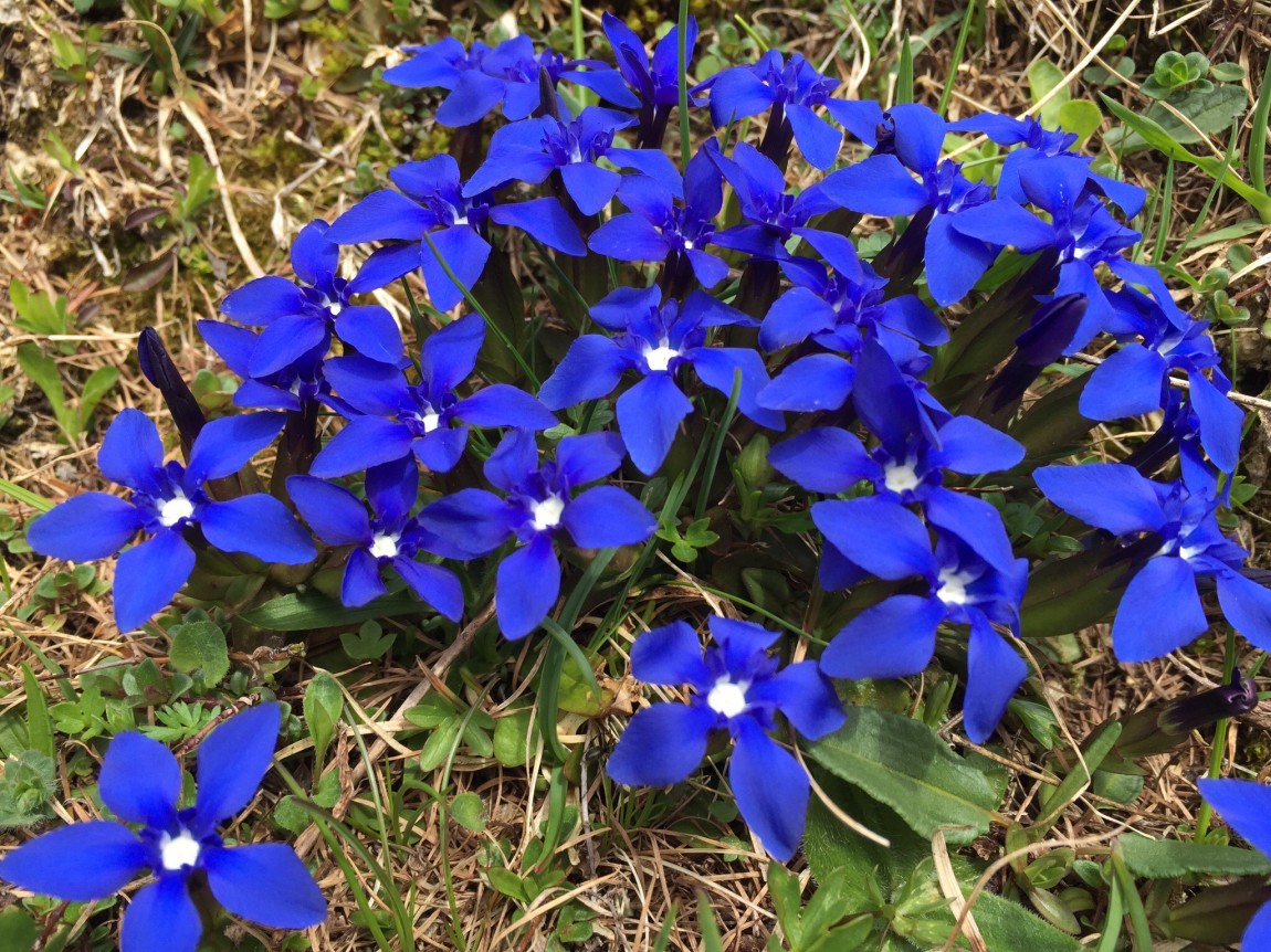 Gentian verna