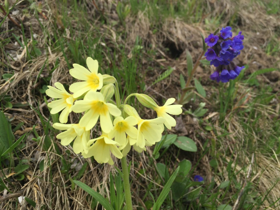 Strange alpine bedfellows – the Primula and the Pulmonaria