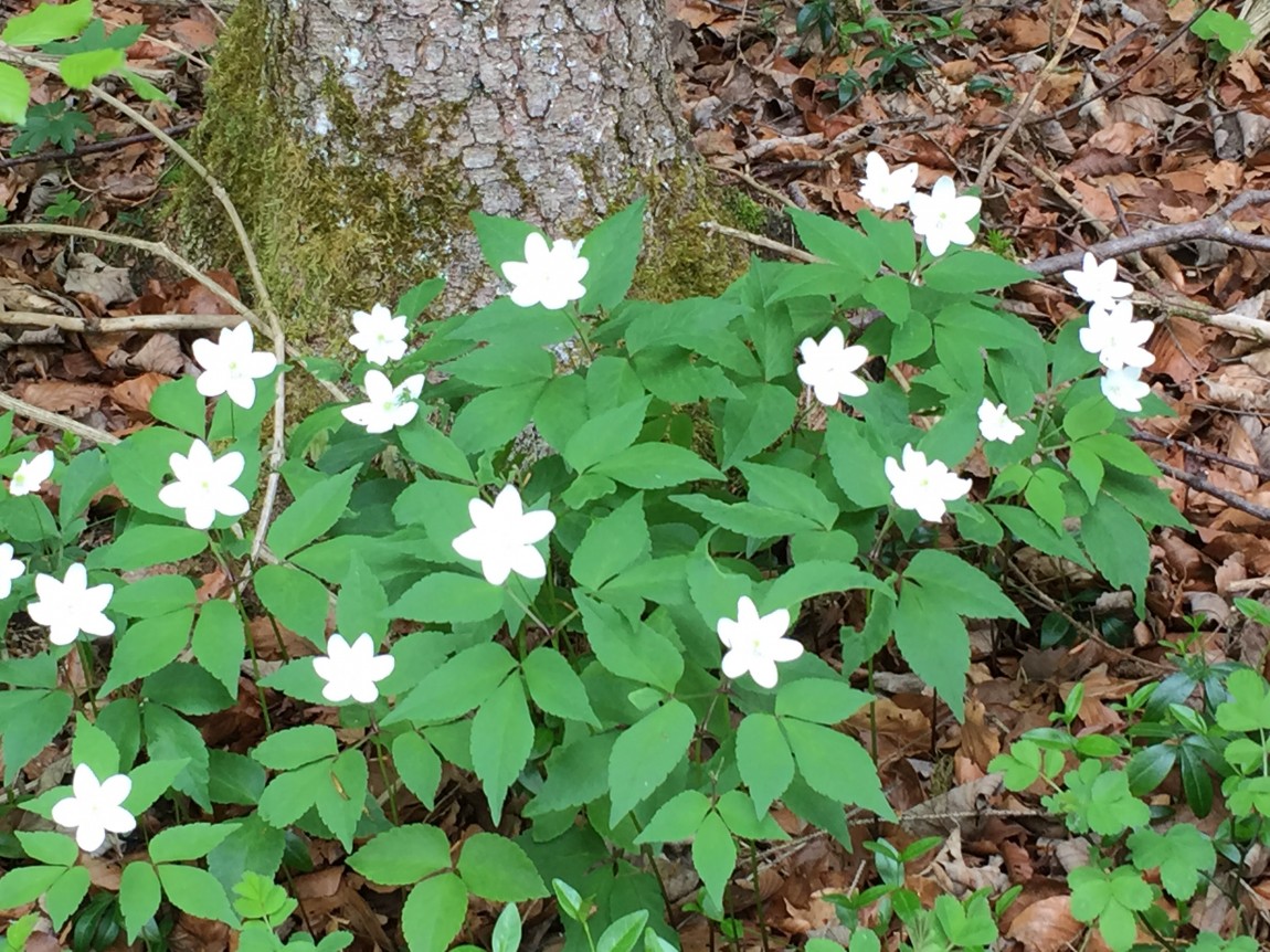 Woodland Anemones – Anemone nemerosa