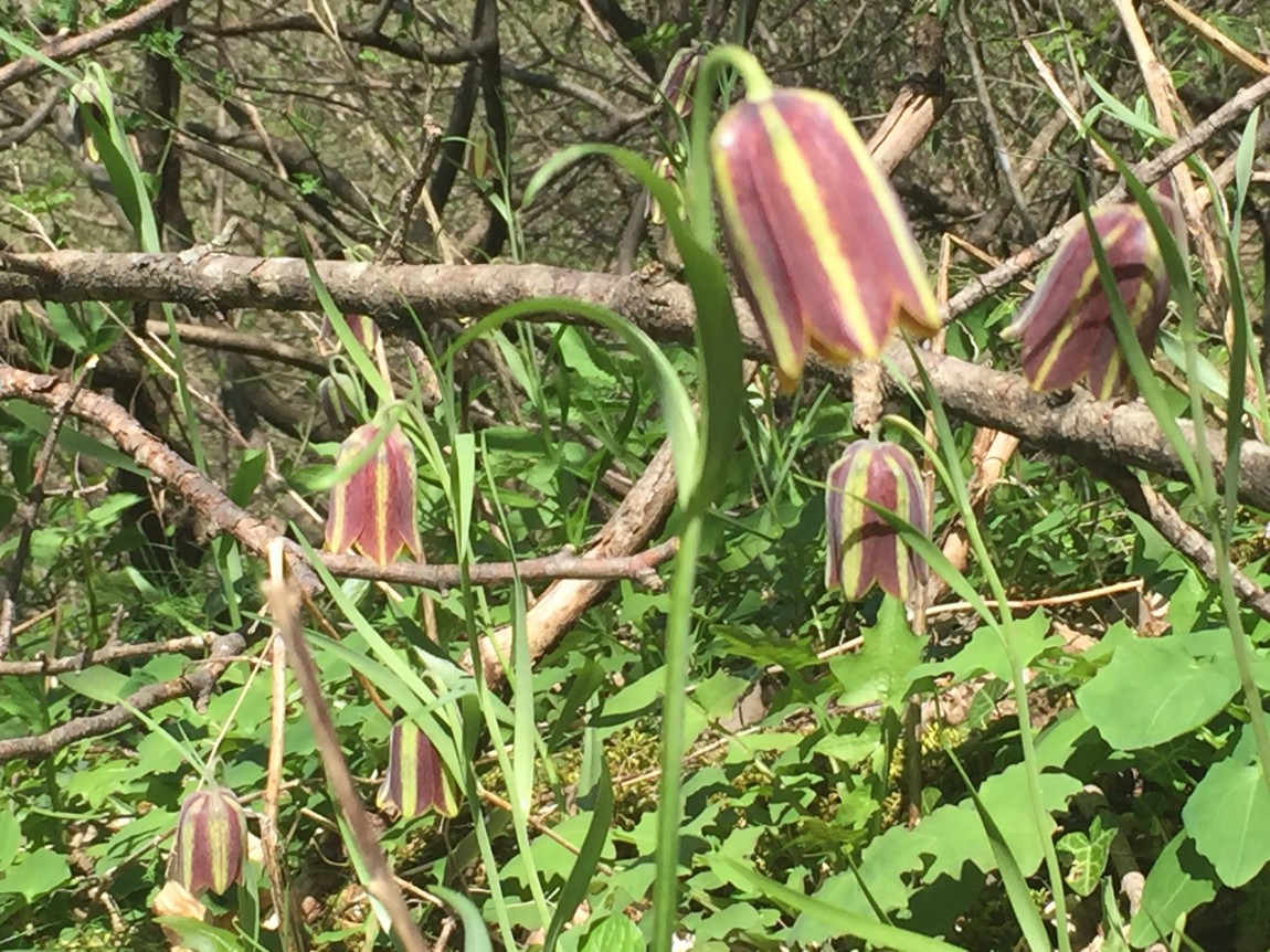 Fritillarias in Paklenica National Park