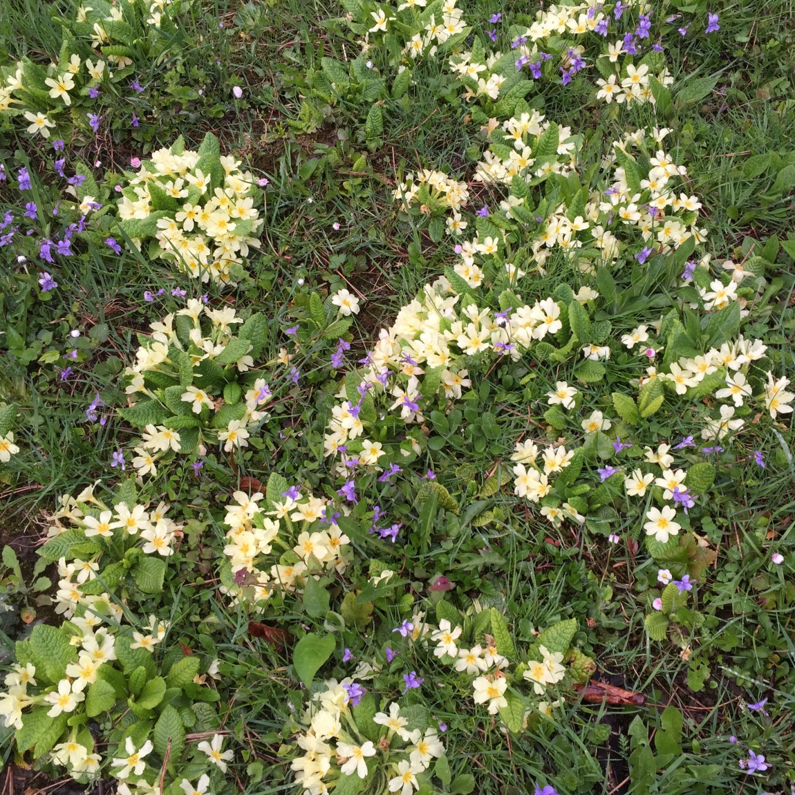 Primroses in Croatia