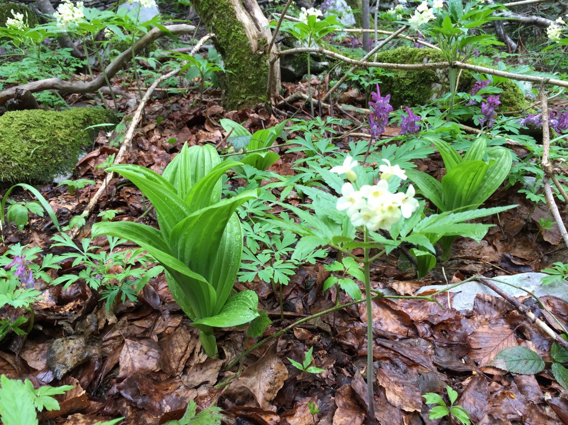 Veratrum album