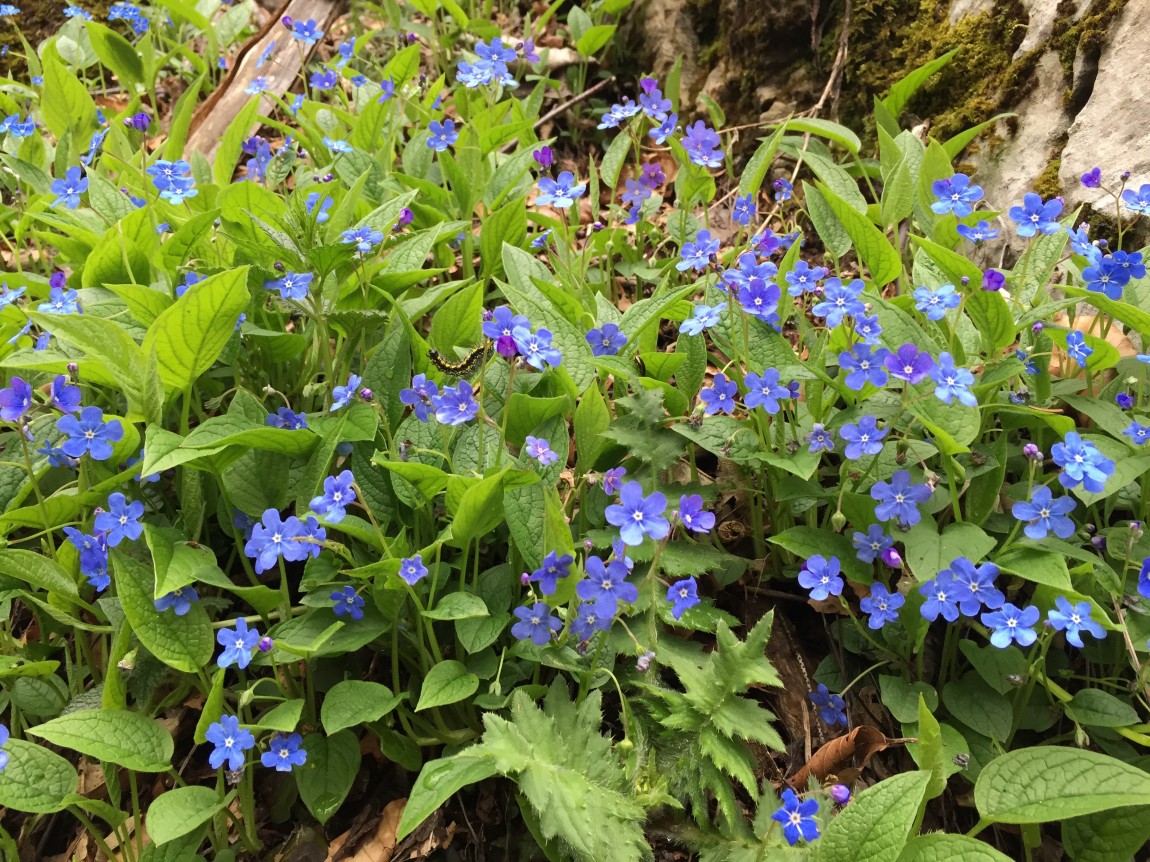 Omphalodes verna