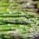 Asparagus, easy to grow and SO easy to eat