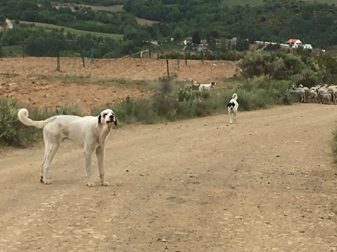 Montesinho – in the Portuguese mountains